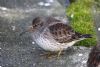 Purple Sandpiper at Southend Pier (Mike Bailey) (69147 bytes) Purple Sandpiper at Southend Pier (Mike Bailey) (69147 bytes)